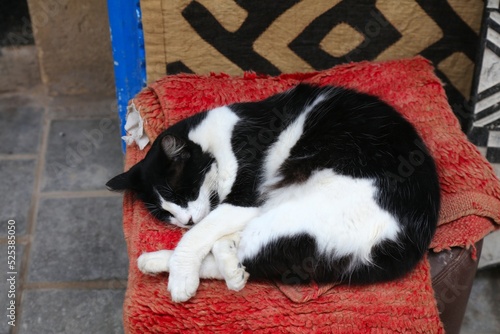 Morocco cat