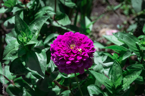 Wallpaper Mural Purple flower on a background of green foliage. Zinnia elegans is a luxurious flower that pleases with the beauty of flowering in August. Purple flower on a blurry background. Selective focus. Torontodigital.ca