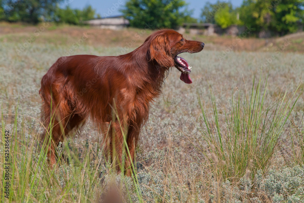 An Irish Setter is standing in the grass on a sunny day. An Irish Setter is standing in the grass on a sunny day.