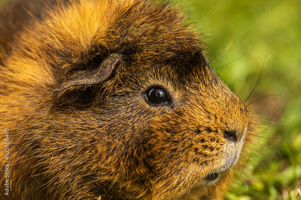 The guinea pig or domestic guinea pig (Cavia porcellus) The guinea pig or domestic guinea pig (Cavia porcellus)