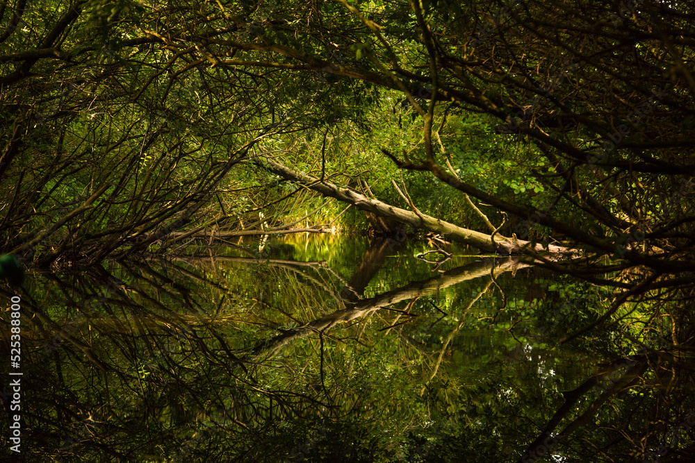 Fototapeta premium Wasserwanderung, Fluss im Wald, Wasserweg, umgestürzter Baum