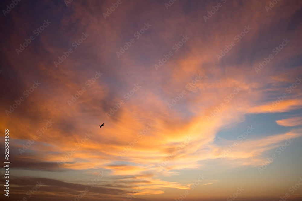 sunset in the sky with a bird
