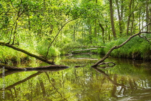 Wasserwanderung, Fluss im Wald, Wasserweg, umgestürzter Baum