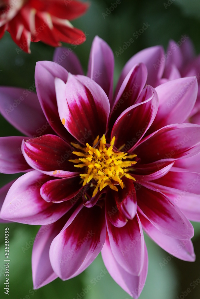 Obraz premium close up of a flower , macro flower portrait 