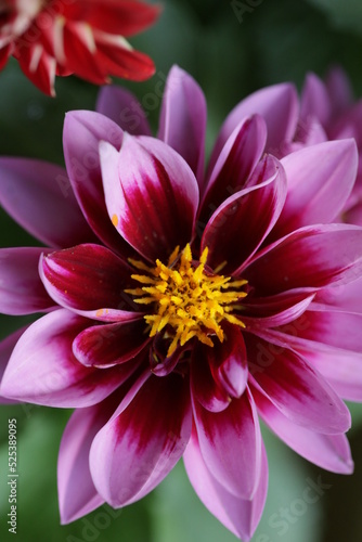 close up of a flower   macro flower portrait 