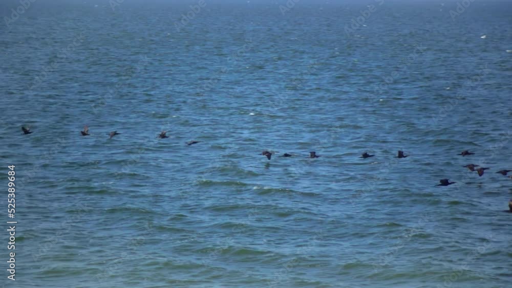 A flock of birds great cormorant (Phalacrocorax carbo) flies low over the water A flock of birds great cormorant (Phalacrocorax carbo) flies low over the water