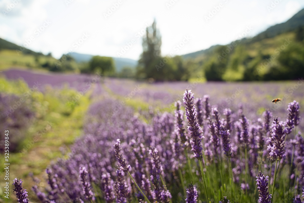 Obraz premium Field of lavender in Drome France with green hill backdrop. Beautiful summer landscape on a bright sunny day. Eco responsible sourcing of essential oils and makeup ingredients