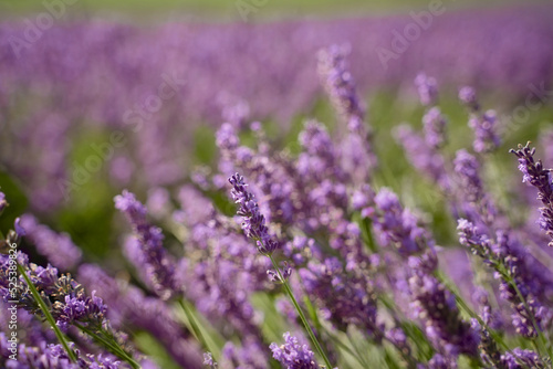 Field of lavender in Drome France on a bright sunny day. Flower closeup Eco responsible sourcing of essential oils and makeup ingredients
