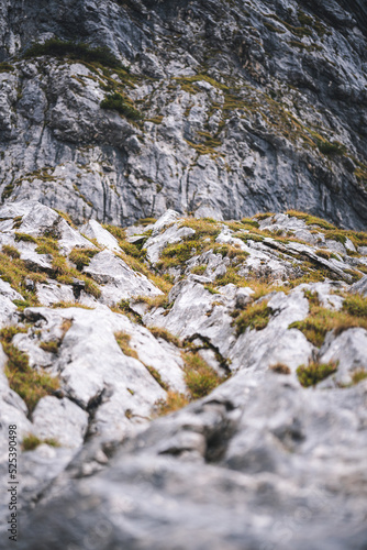 moss covered rocks