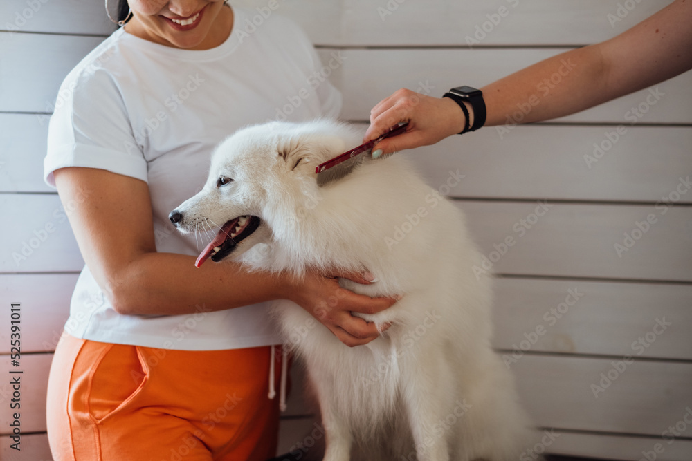 Snow-white dog Japanese Spitz breed is being prepared for the exhibition, the process of combing the dog in pet house Snow-white dog Japanese Spitz breed is being prepared for the exhibition, the process of combing the dog in pet house