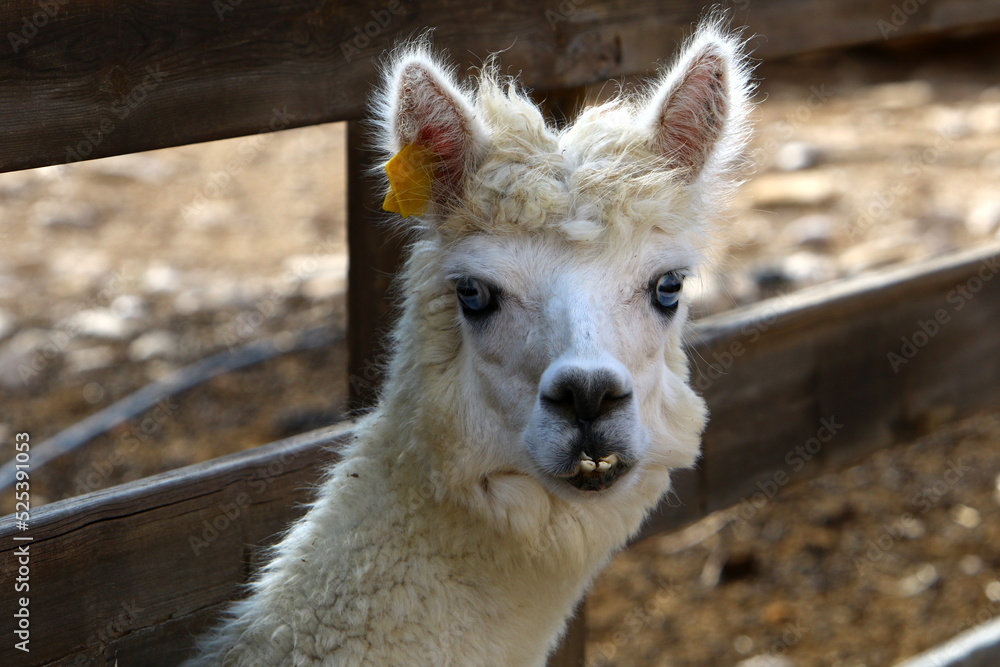 Obraz premium Alpacas on a farm in the Negev desert.
