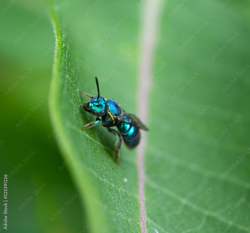 bug on a leaf bug on a leaf