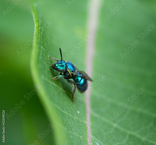 bug on a leaf