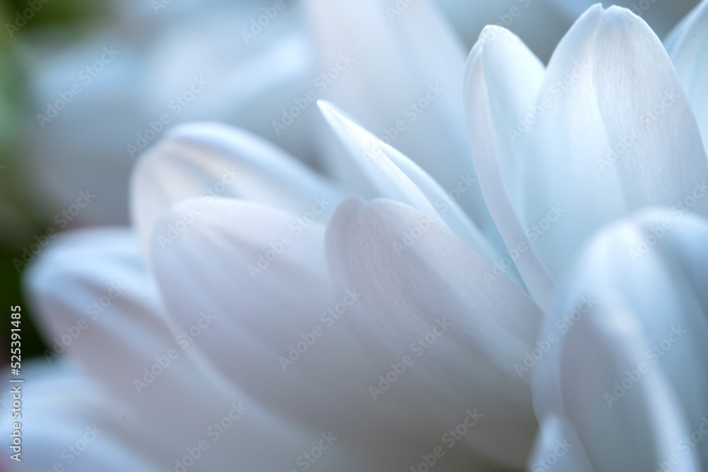Gentle petals of a white chrysanthemum close-up. Light, delicate background for postcards, covers, story backgrounds. High quality photo Blurred photo out of focus