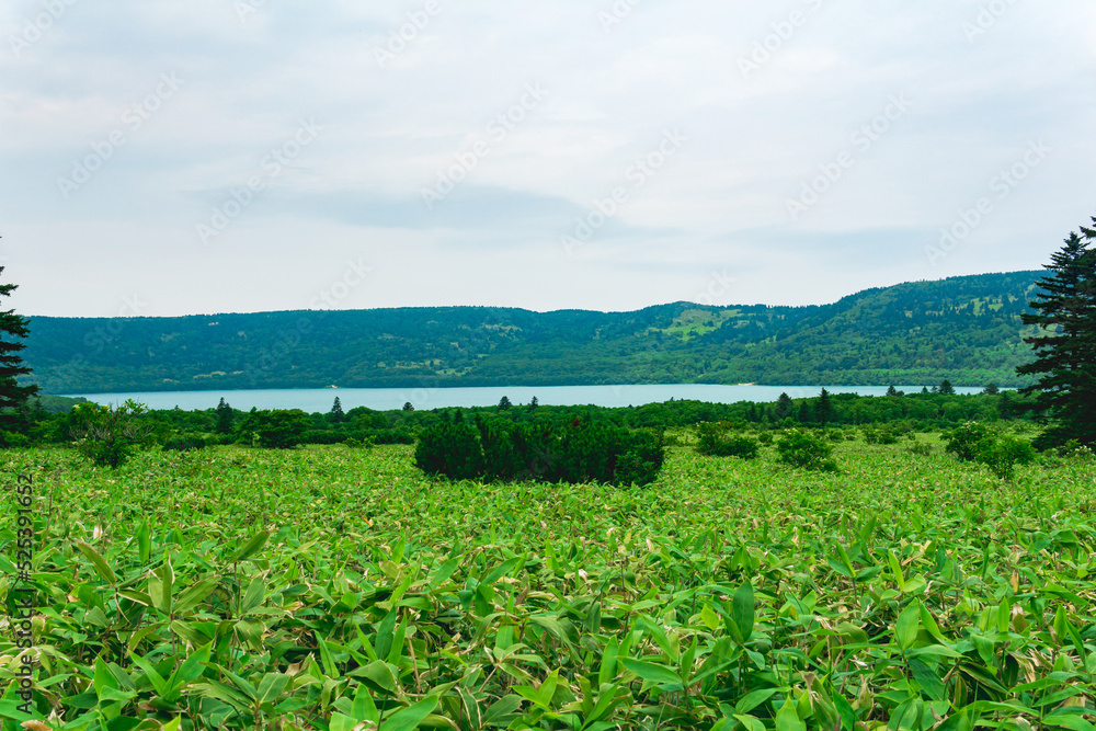 natural landscape of Kunashir island, view of the Golovnin volcano caldera with hot lake thickets of sasa and dwarf pines