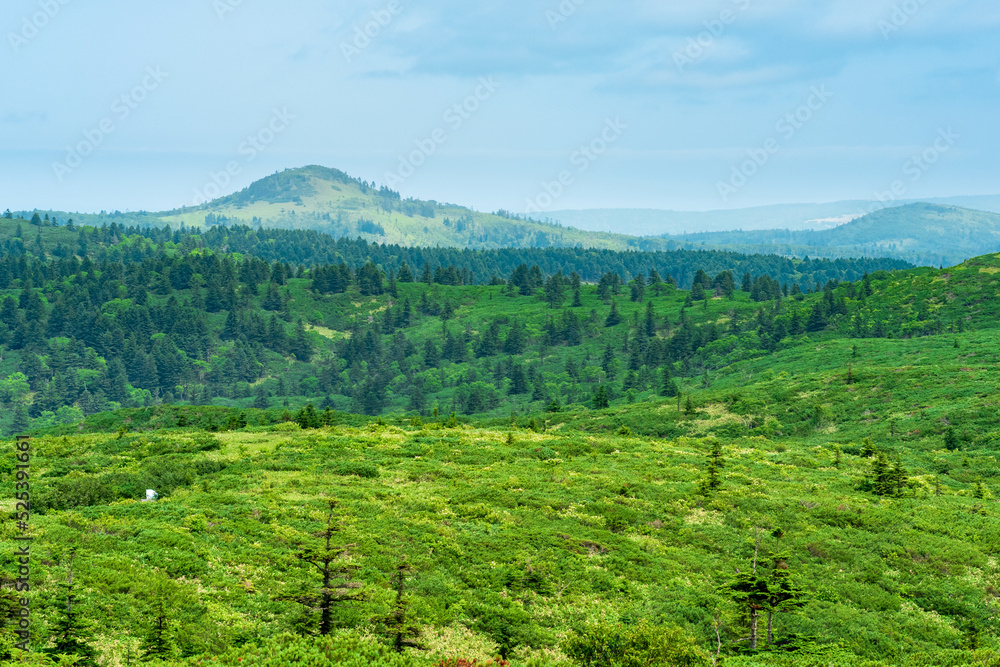 natural South Kuril landscape on the island of Kunashir with light forests and vast fields of bamboo