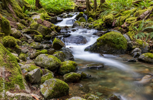 Fototapeta Naklejka Na Ścianę i Meble -  serene and tranquil  flowing stream of water in a  green forest in Washington State.