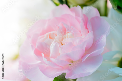 Light pink carnation. Light  delicate background for postcards  covers  story backgrounds. High quality photo Blurred photo out of focus