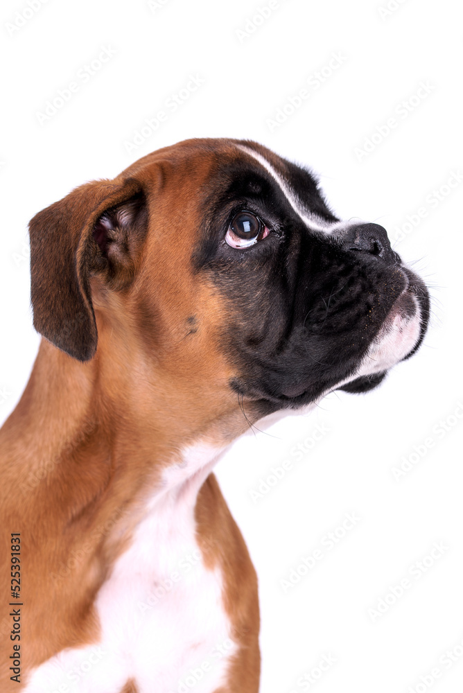Portrait of Boxer Puppy Dog