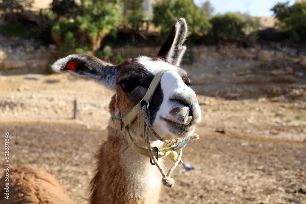 Obraz premium Alpacas on a farm in the Negev desert.