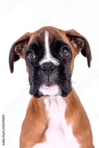 Portrait of Boxer Puppy Dog © angloma