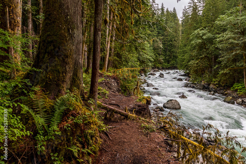 raging clear waters of Nooksack River in Mt. Baker-Snoqualmie National Forest passing across evergreen forest. photo