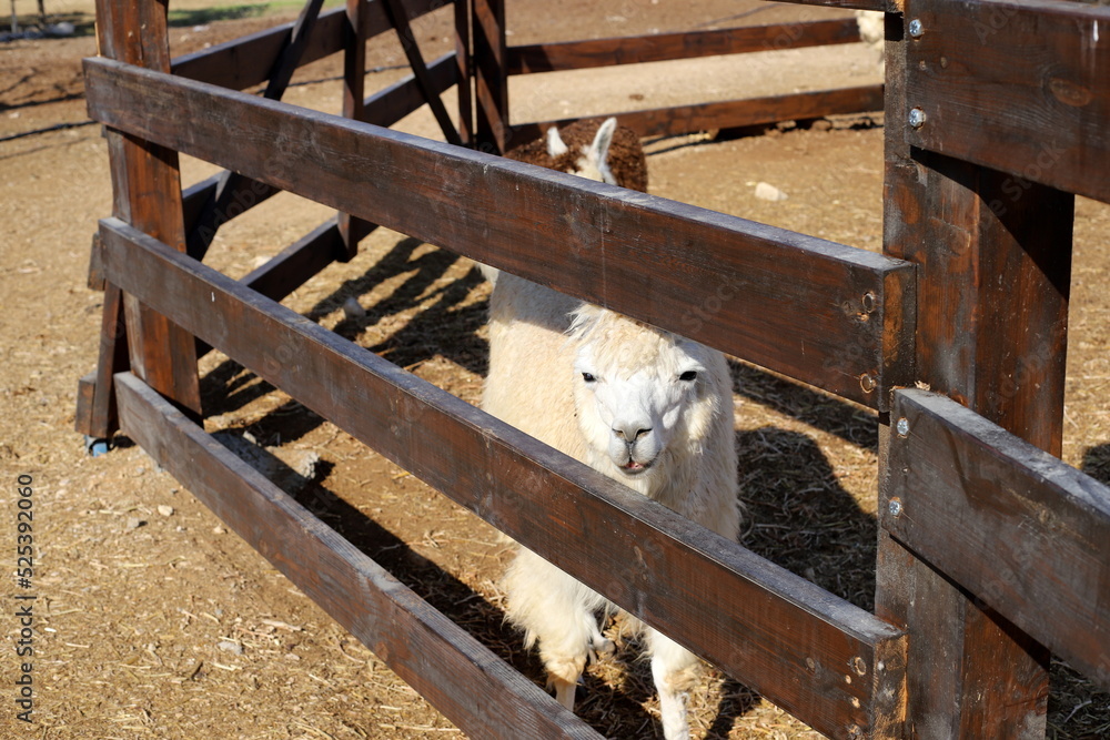 Obraz premium Alpacas on a farm in the Negev desert.
