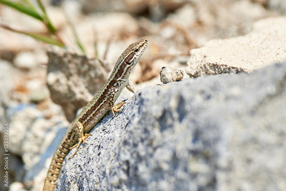 Common wall lizard sunbathing on a rock in the morning (Podarcis Muralis) Common wall lizard sunbathing on a rock in the morning (Podarcis Muralis)