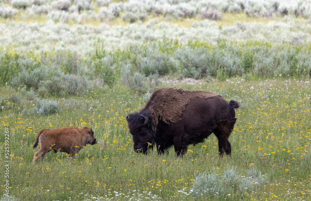 Bison Cow and Calf in Yellowstone NationalPark Wyoming in Summer Bison Cow and Calf in Yellowstone NationalPark Wyoming in Summer