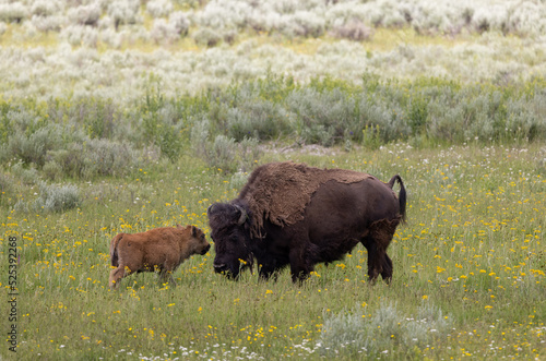 Fototapeta Naklejka Na Ścianę i Meble -  Bison Cow and Calf in Yellowstone NationalPark Wyoming in Summer