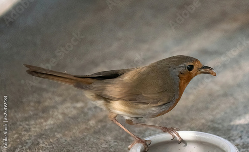 Photo Red robin / redbreast