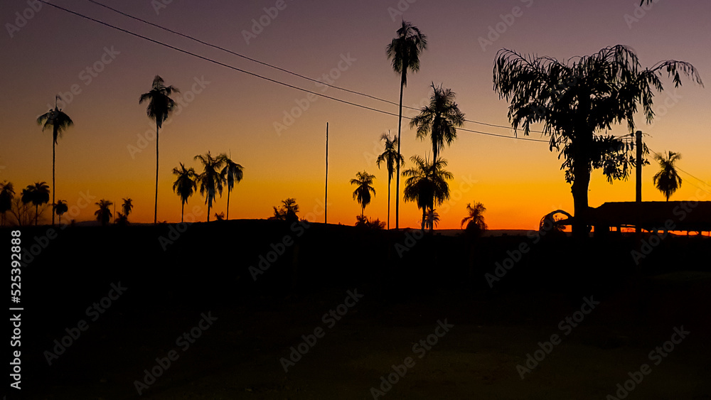 sunset with highlighted trees and yellow sky