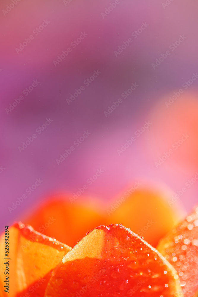 Orange Tulip flower in close up with raindrop Orange Tulip flower in close up with raindrop