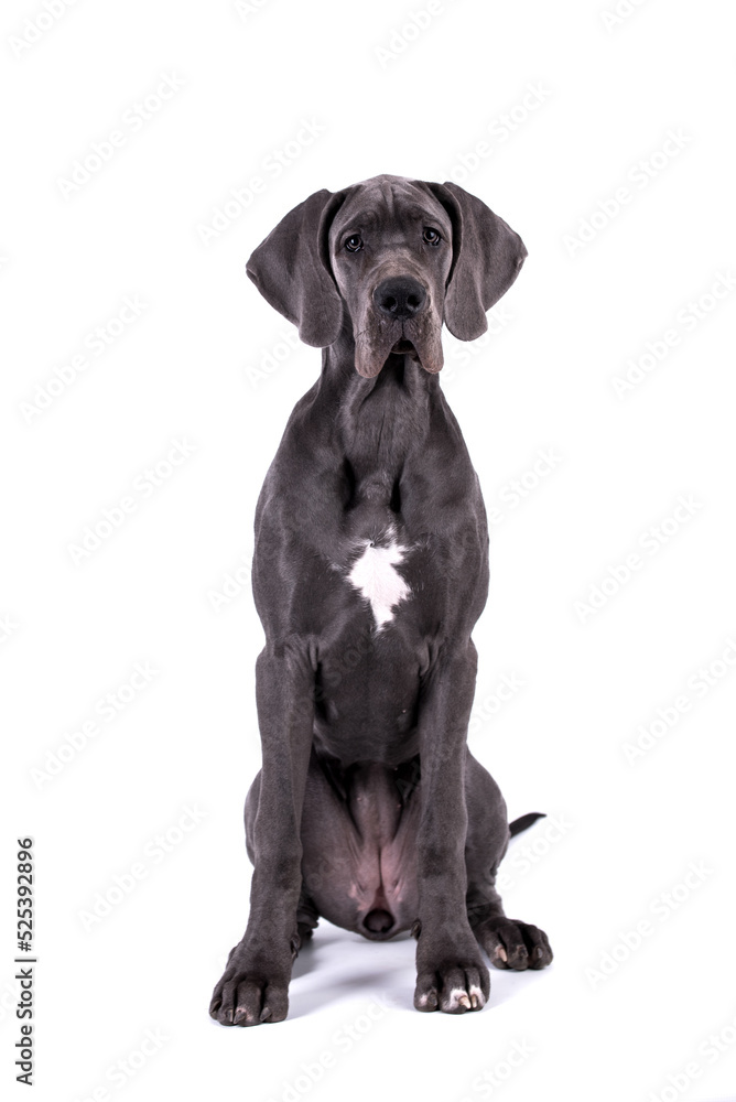 portrait of Blue Puppy Great Dane Dog