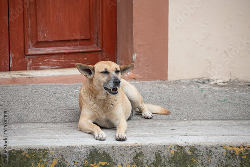Adult street dog resting at the sidewalk in Xico, Veracruz, Mexico