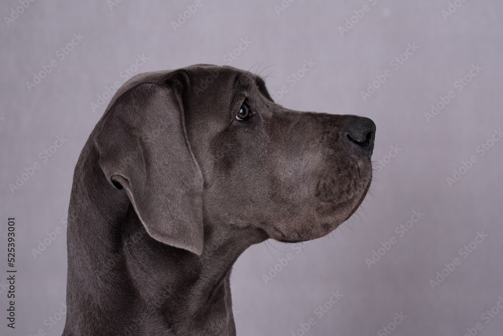 portrait of Blue Puppy Great Dane Dog