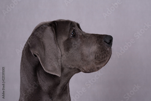 Wallpaper Mural portrait of Blue Puppy Great Dane Dog Torontodigital.ca