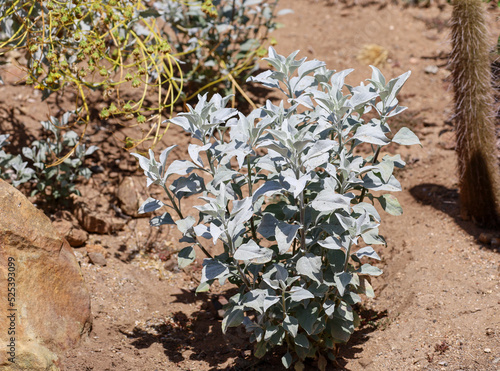 Brittlebush (Encelia Farinosa) desert plant also known as brittle brush and incienso. photo