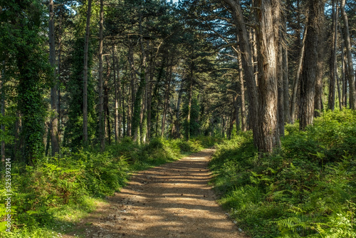 Pine forest landscape with road in sunny weather at summer