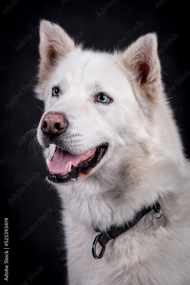 Fototapeta premium portrait of White Siberian husky Dog