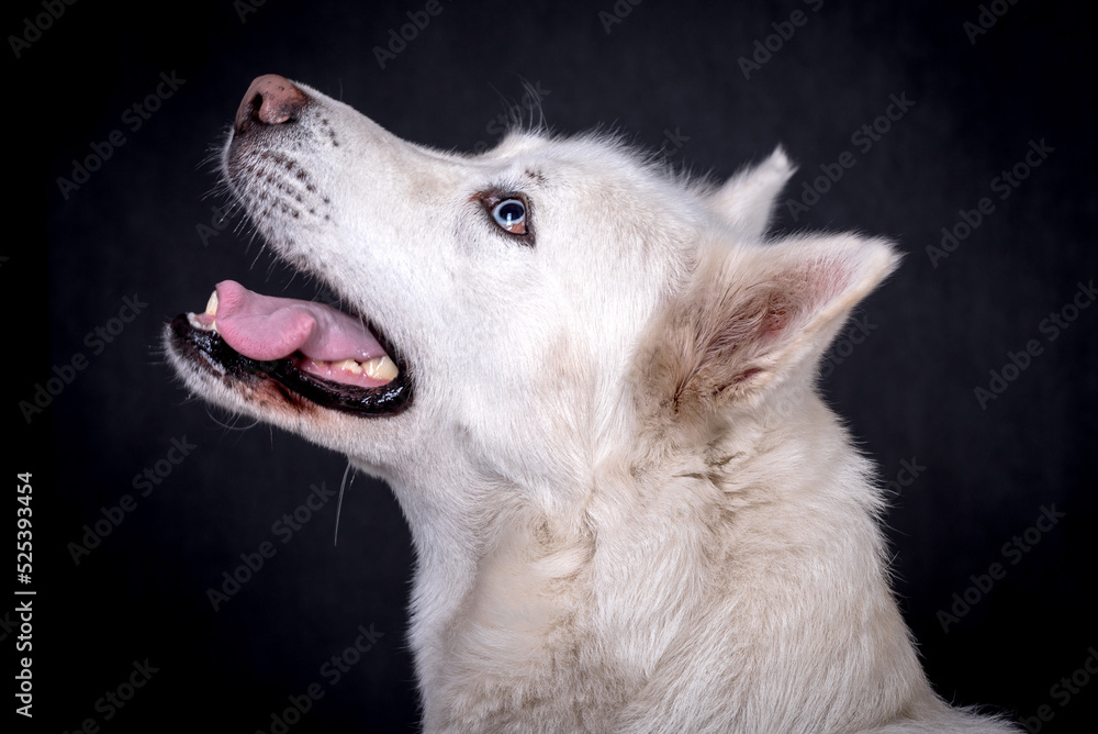portrait of White Siberian husky Dog