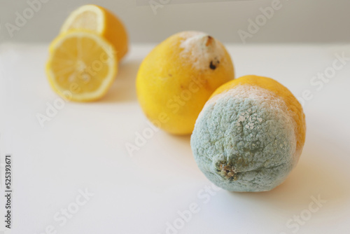 Obraz na plátně Two moldy lemons in varying degrees of spoilage