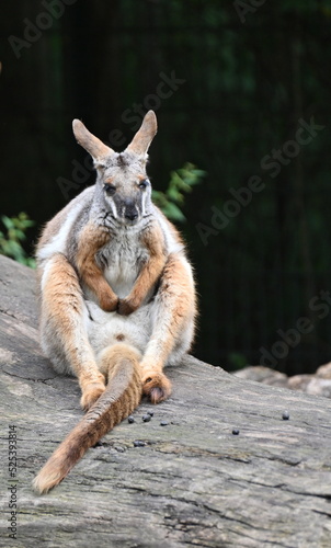 A yellow-footed rock-wallaby standing on a rock