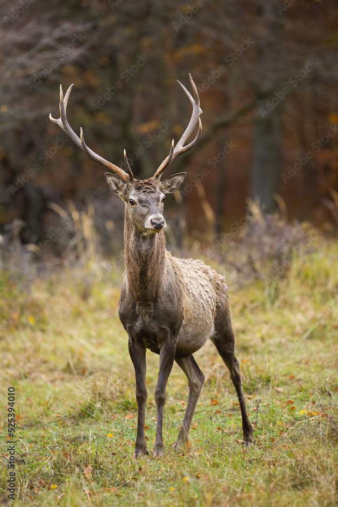 Naklejka premium Red deer, cervus elaphus, standing on glade in autumn in vertical shot. Antlered stag looking on meadow in fall. Brown mammal watching on pasture in nature.