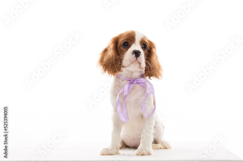 Canvas-taulu cavalier monarch puppy