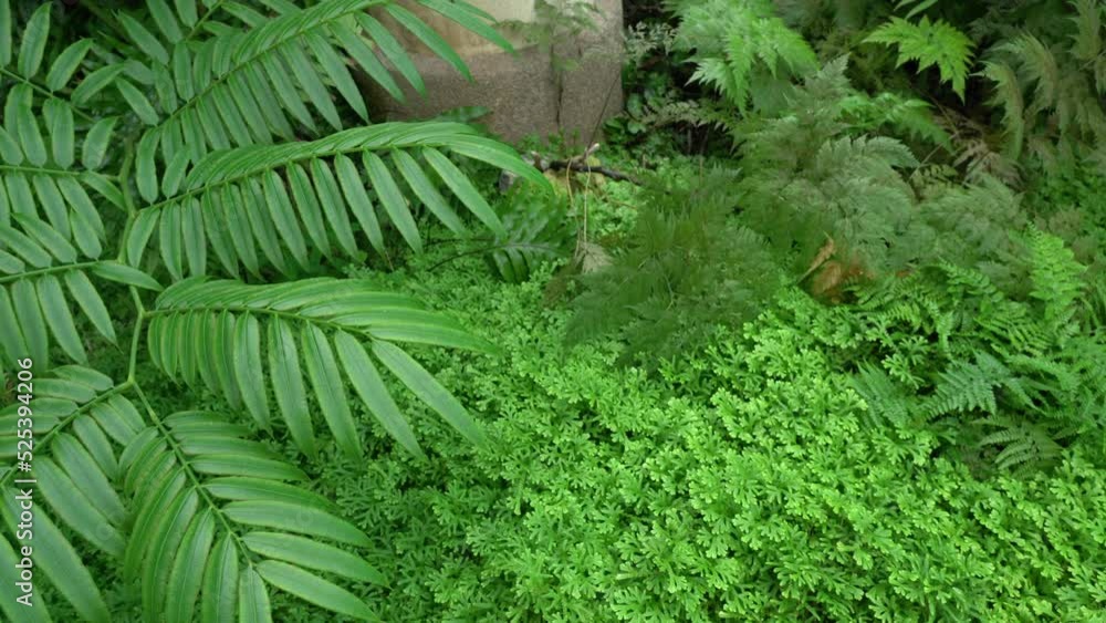 Green leaves fern with wind. Green leaves fern with wind.