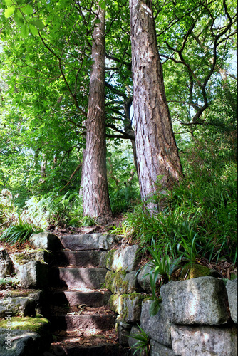 Fototapeta Naklejka Na Ścianę i Meble -  stone steps in green forest surrounded by dense ferns grass and trees in summer sunlight