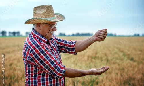 Farmer in a wheat field checking crop. Agricultural concept