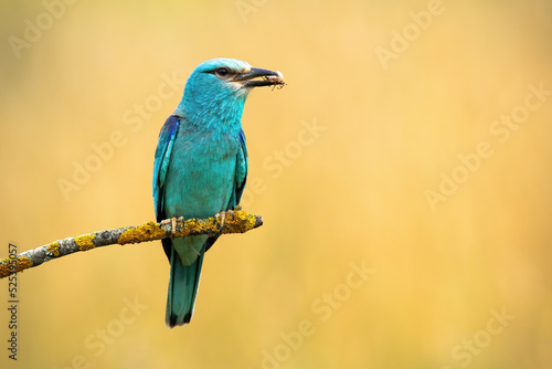 European roller, coracias garrulus, holding insect in beak on branch in summer. Turquoise bird sitting on twig with copy space. Color feathered animal resting on bough in summertime.