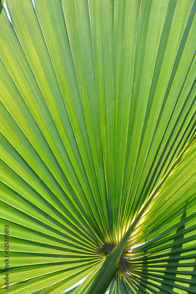 Fototapeta premium Sabal palm
